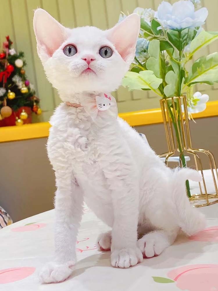 猫舍直销,批发价出售,德文卷毛猫